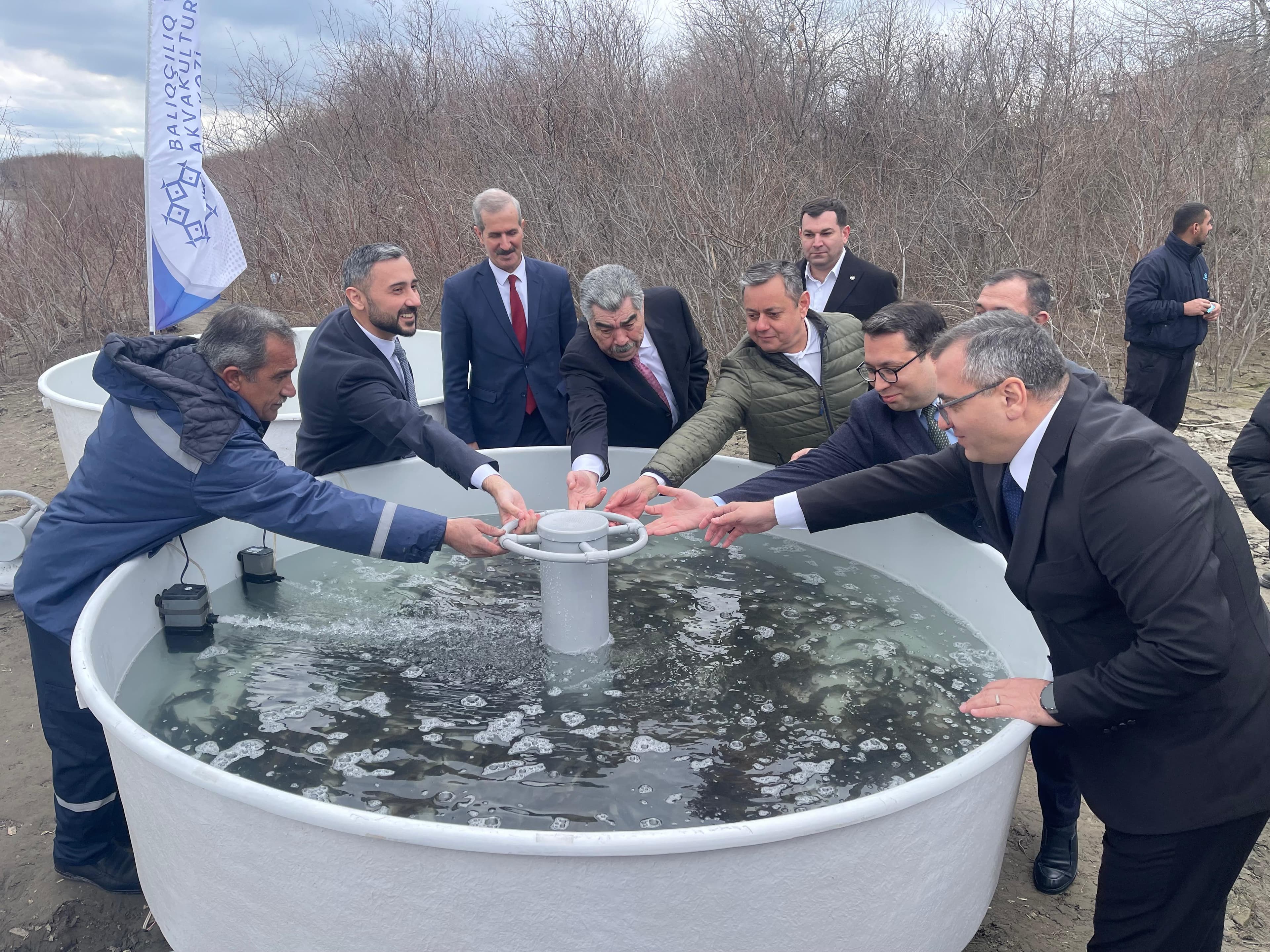 Kür çayında çəkikimi balıq populyasiyası gücləndirilir