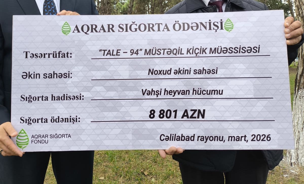 Azərbaycanda dövlət dəstəkli aqrar sığortadan ilk dəfə noxud sahəsi faydalanıb - Şəkil 2