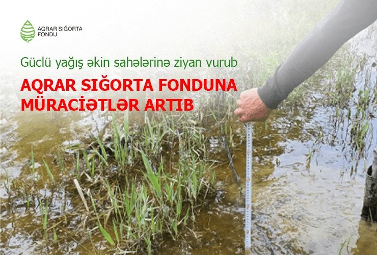 Güclü yağış əkin sahələrinə ziyan vurub - Aqrar Sığorta Fonduna müraciətlər artıb