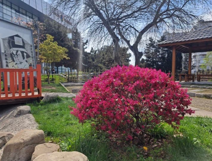 Sakuranın çəhrayı çiçəkləri altında