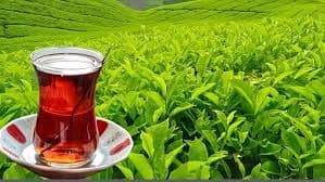 Azərbaycanda çay istehsalı artıb – ilk iki ayda 6,1% yüksəliş