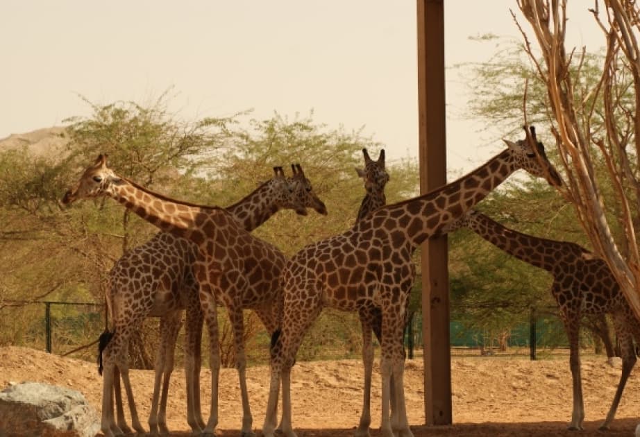 Praqa Zooparkında nadir nubiya zürafəsi ziyarətçilərə təqdim olunacaq