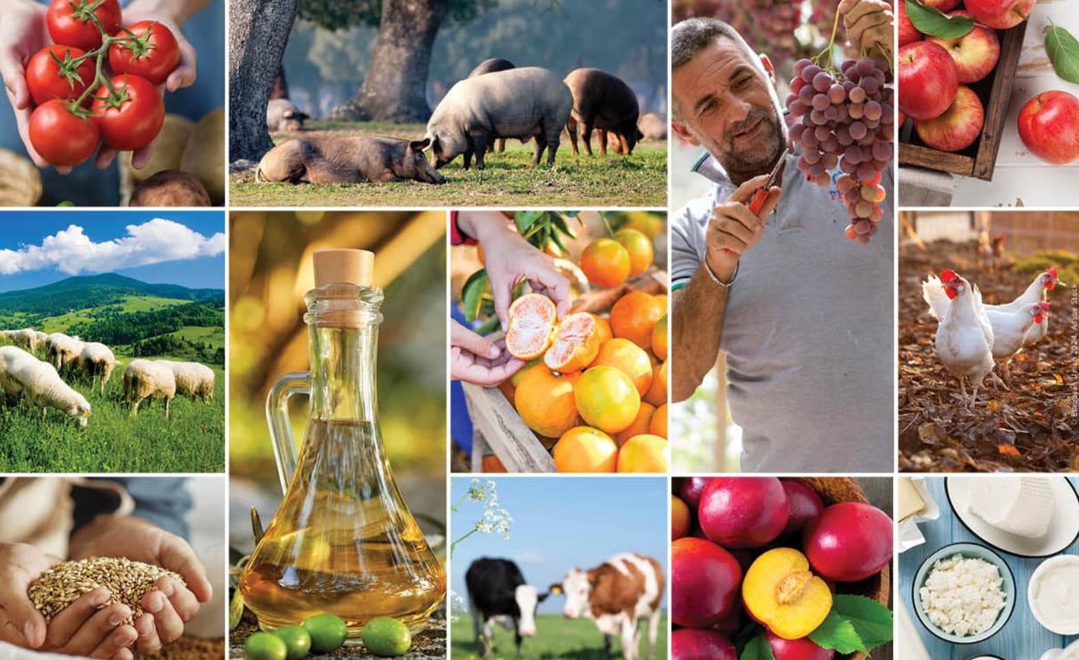 Azərbaycanda kənd təsərrüfatı istehsalı artıb