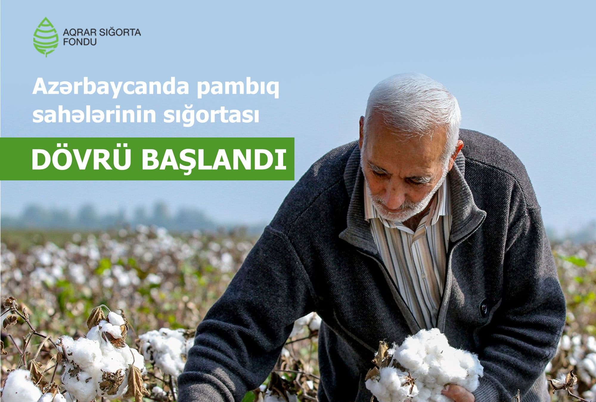 Azərbaycanda pambıq sahələrinin sığortası dövrü başlandı - ŞƏRTLƏR, MƏBLƏĞLƏR