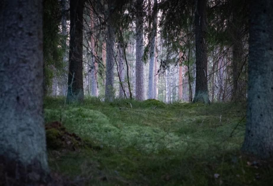 Finlandiyalı alimlər yaraların sağalması üçün yeni üsul tapıblar
