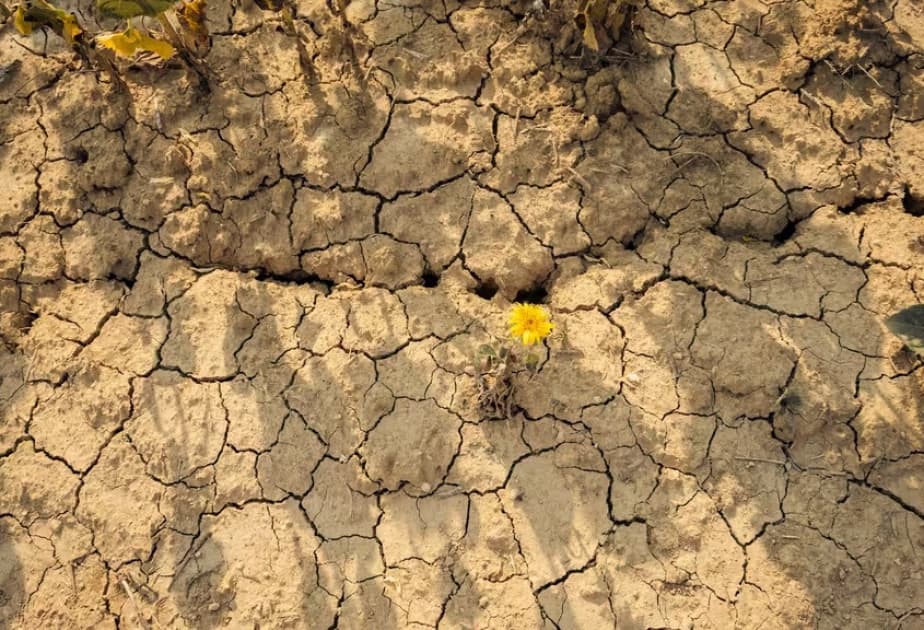 Gələn il dünyada temperatur rekord səviyyəyə çata bilər