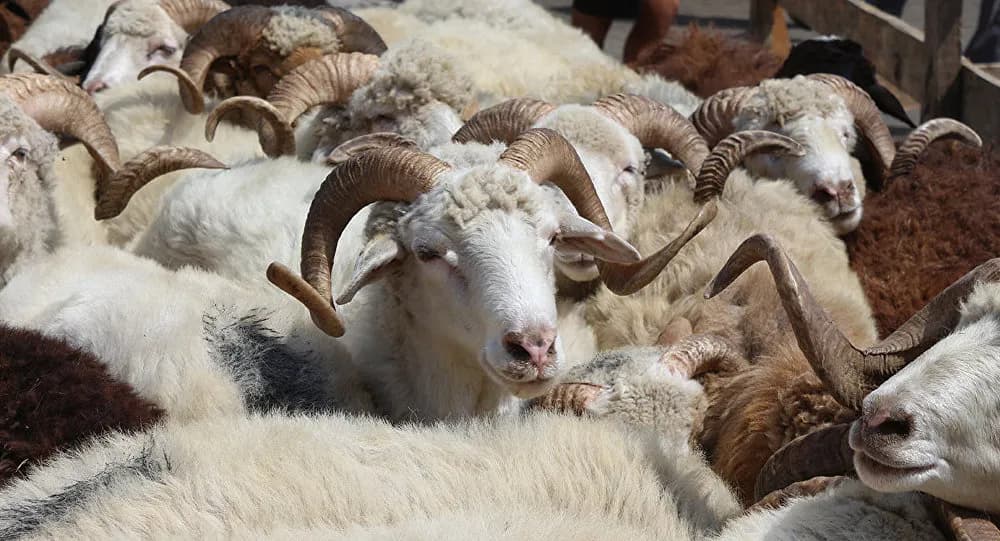 Azərbaycanda qurbanlıq heyvanların satış və kəsim qaydaları açıqlanıb