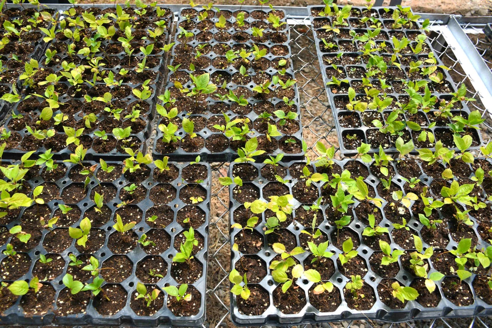 ADAU-da Biotexnologiya üzrə Bitkilərin Adaptasiya Otağının açılışı olub - Şəkil 13