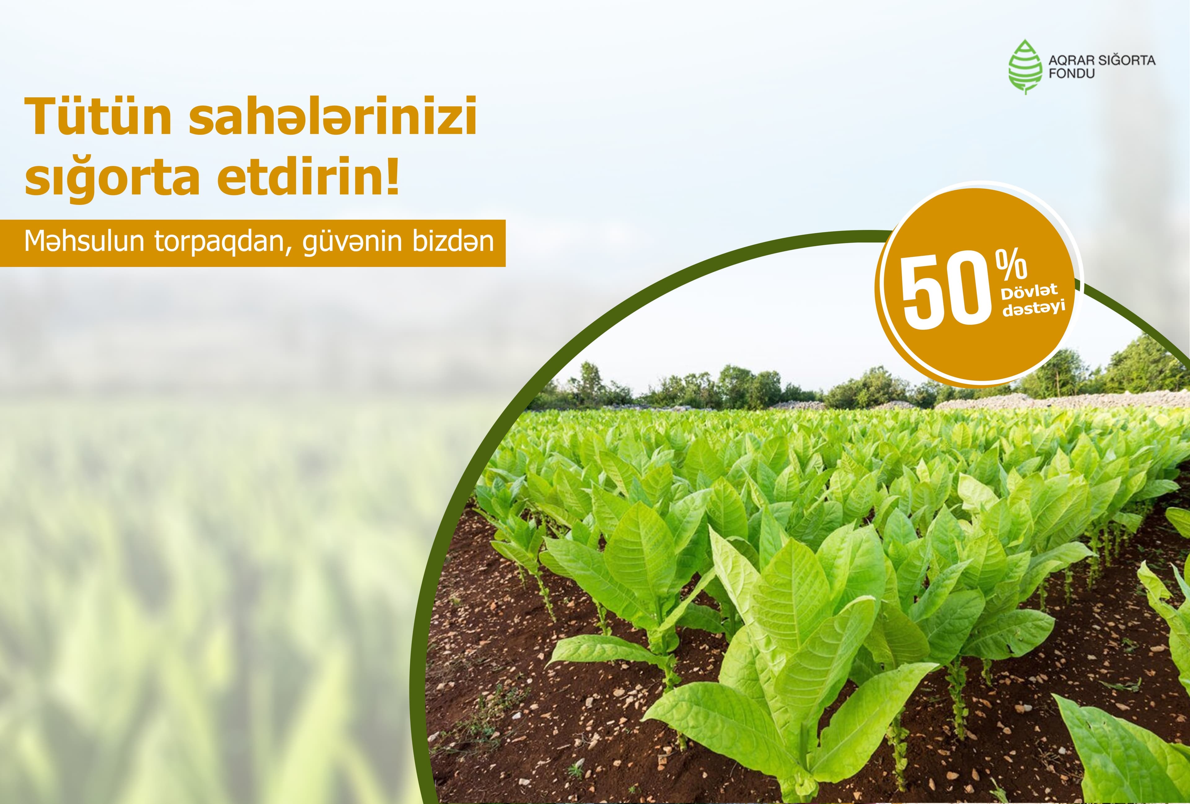 Azərbaycanda tütün sahələrinin sığortalanması davam edir - Şəkil 1