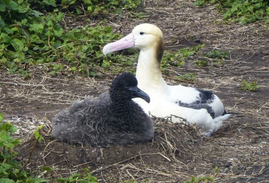 Nəsli kəsildiyi hesab olunan albatrosların sayı Yaponiyada artır