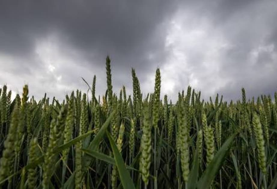 Avropa Parlamenti GMO bitkilərlə bağlı qaydaları yumşaldıb