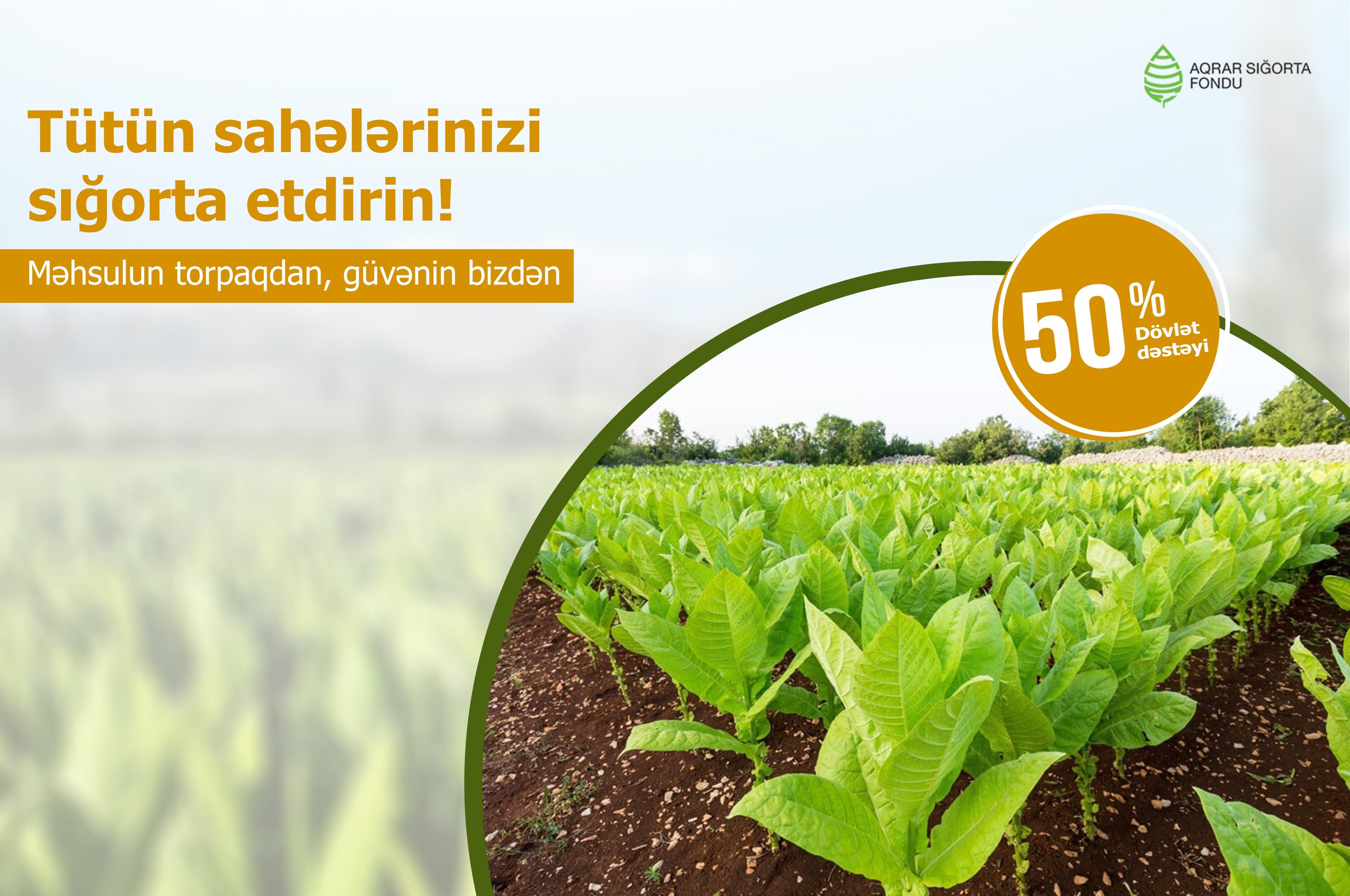 Azərbaycanda tütün sahələrinin sığortalanması davam edir