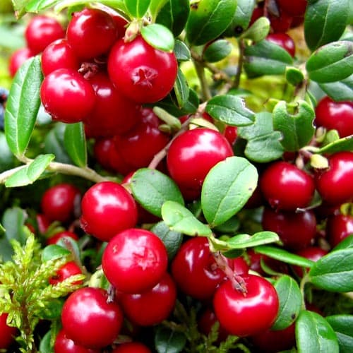 Alimlər təzyiq xəstələri üçün ən faydalı içkini elan etdi