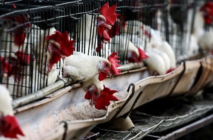 Polşa ərazisindən diri quş və quş məhsullarının idxalı dayandırıldı