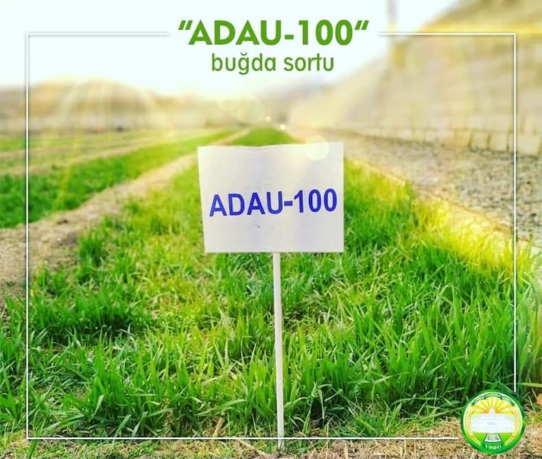 Aqrar Universitetinin 100 illik yubileyi münasibətilə buğda sortu yetişdirilir