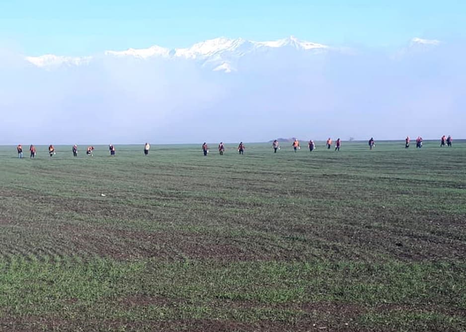 Şəkinin taxıl sahələrində fitosanitar tədbirlər gücləndirilib