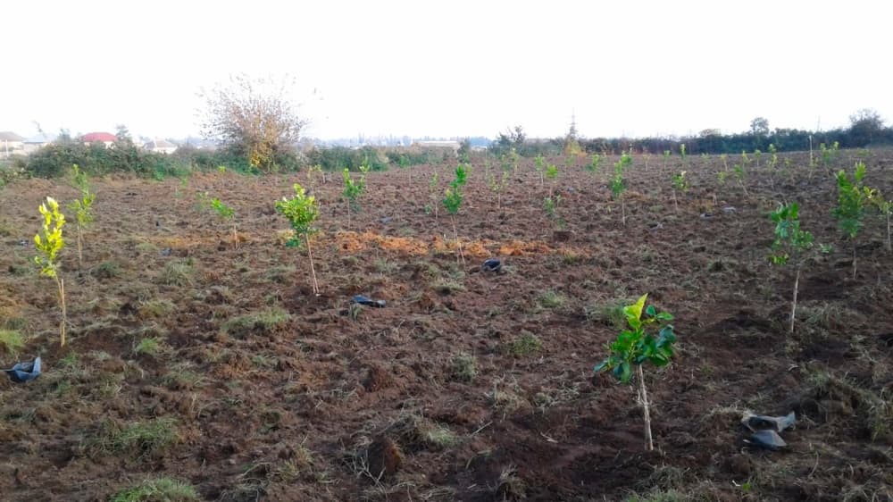 AMAL çərçivəsində Lənkəranda 150 hektar sahədə limon ağacları əkilib