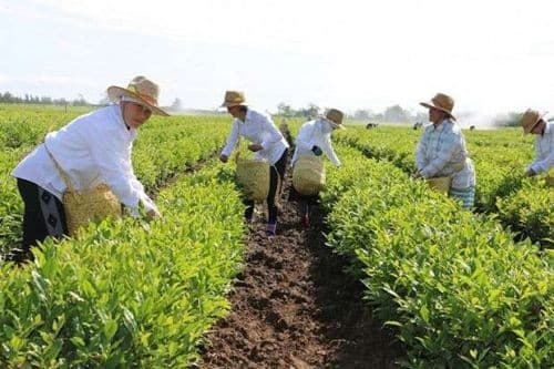 2019-da çay yarpaqlarının yığımı 7% artıb