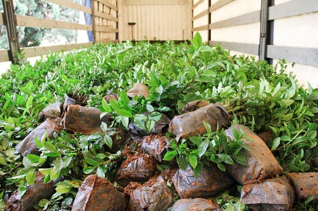 Masallıda yeni çay plantasiyaları salınıb