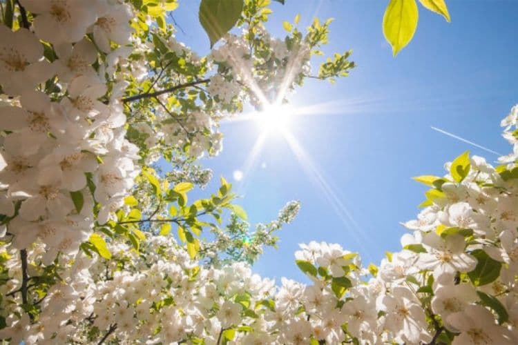 Baharın Azərbaycana gələcəyi vaxt və Novruz çərşənbələrinin TARİXLƏRİ AÇIQLANDI