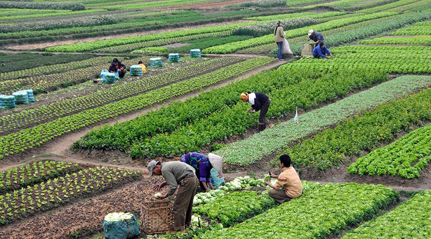 600 minə yaxın fermer təsərrüfatı Subsidiya İnformasiya Sistemində