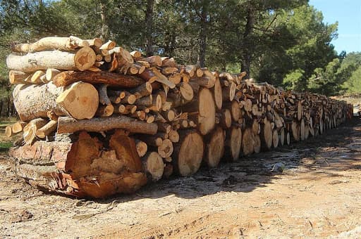 Nazirlik qanunsuz yolla meşə materialı daşıyan şəxsi cərimələdi