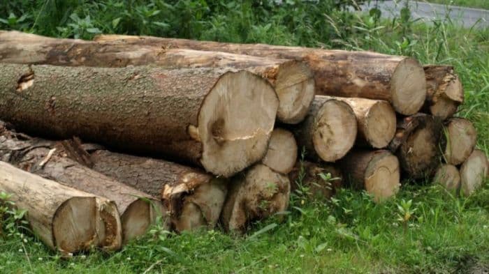 Qanunsuz yolla əldə edilmiş meşə materialı aşkar edilib