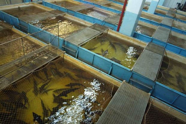 Balıqların artırılmasına 2,3 milyon manat xərclənib