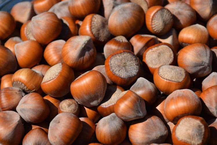 Azərbaycan fındığı daha bir Avropa ölkəsinə ixrac ediləcək
