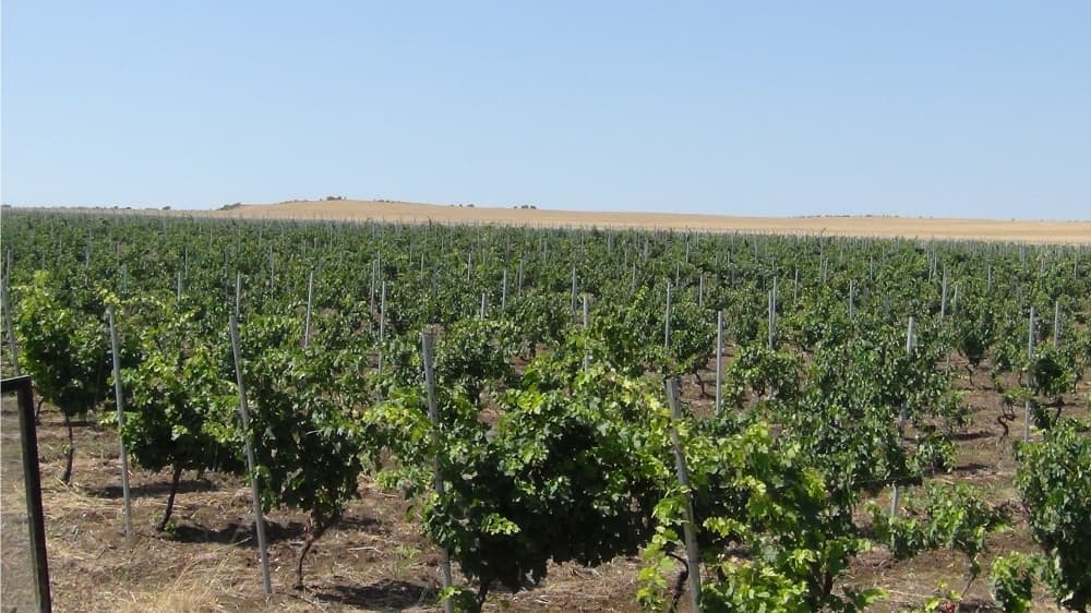 Keçən il Tovuzda üzümlüklərin sahəsi 745 hektara çatdırılıb
