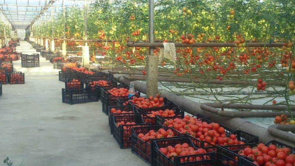 Ötən il istixanalardan 485 ton tərəvəz yığılıb