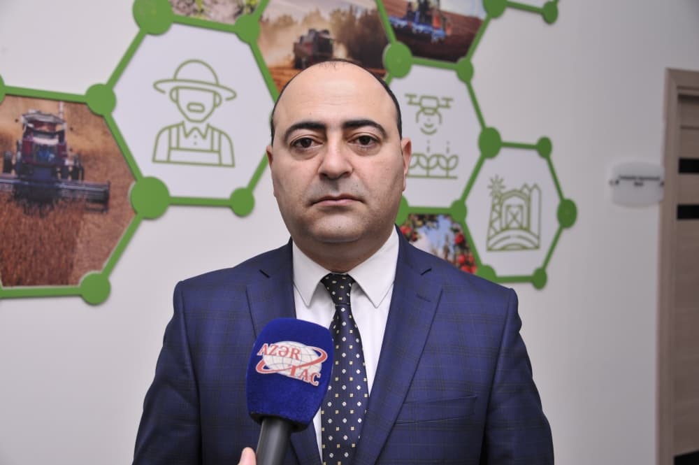 Yazlıq kartof istehsalının həcmində artım gözlənilir