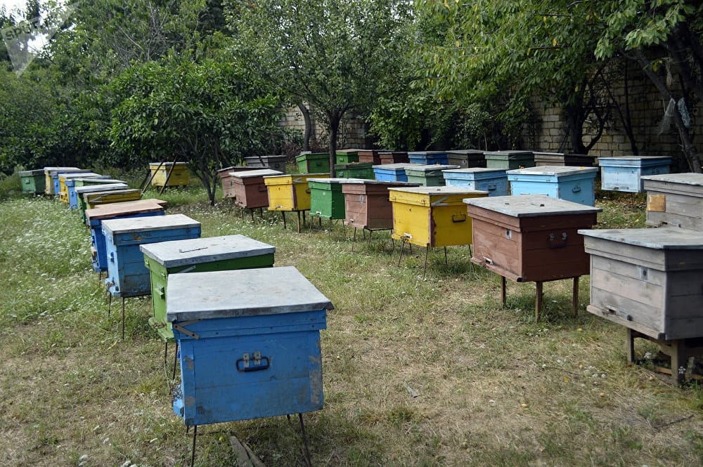 Arı ailələrinin sayı bir ildə 5,4 dəfə artıb