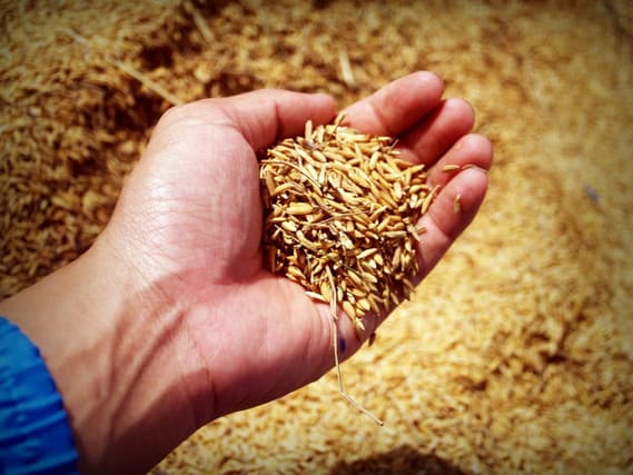Azərbaycan buğda idxalını 61% azaldıb