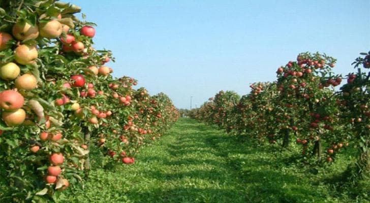 İsmayıllıda son bir ildə 165 hektarda yeni meyvə bağları salınıb