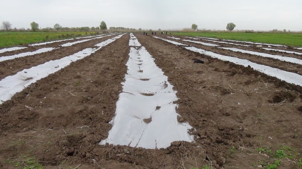 Saatlıdan olan fermerlər bu il örtükaltı bostan əkininə üstünlük verirlər