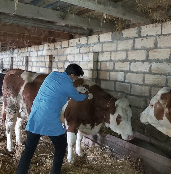 Azərbaycanda mal-qara və quşlar peyvənd olunur - FOTO