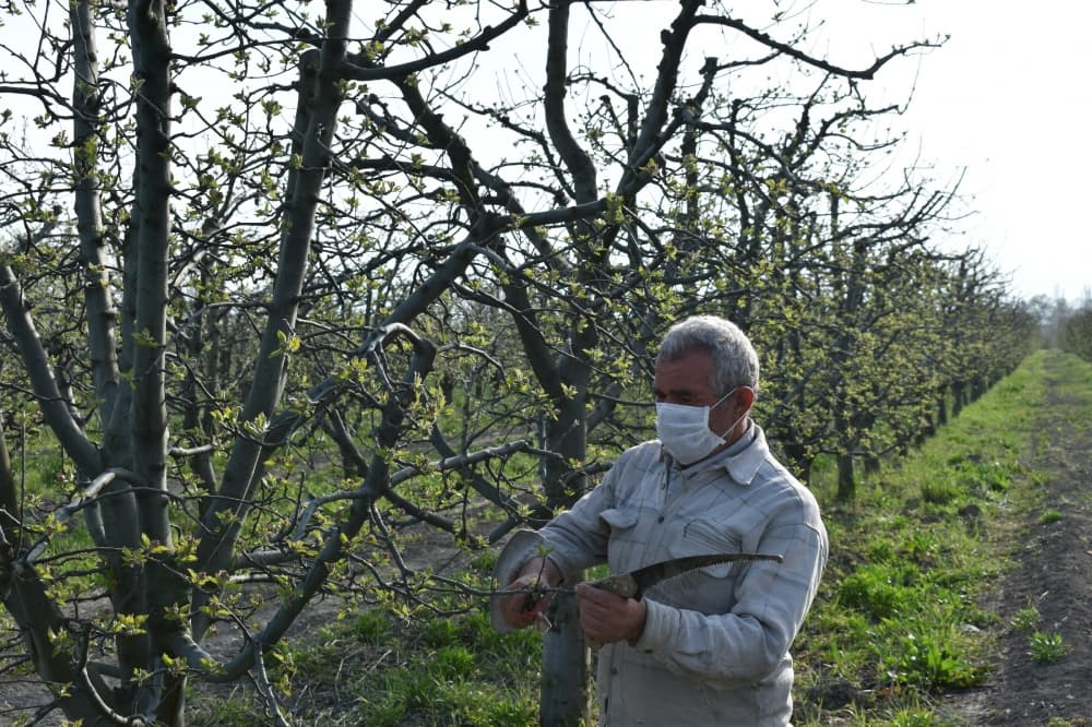 Karantin dövründə təsərrüfata necə qulluq etmək olar? - FOTO