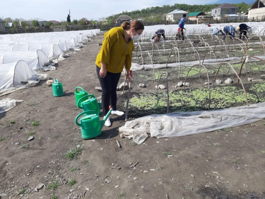 Azərbaycanlı xanım fermer bu il  150 hektardan çox sahədə tütün əkməyi planlaşdırır - FOTO