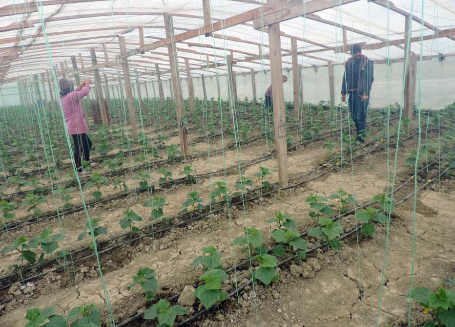 "Alıcılar çox vaxt məhsulu gəlib istixanadan alırlar"