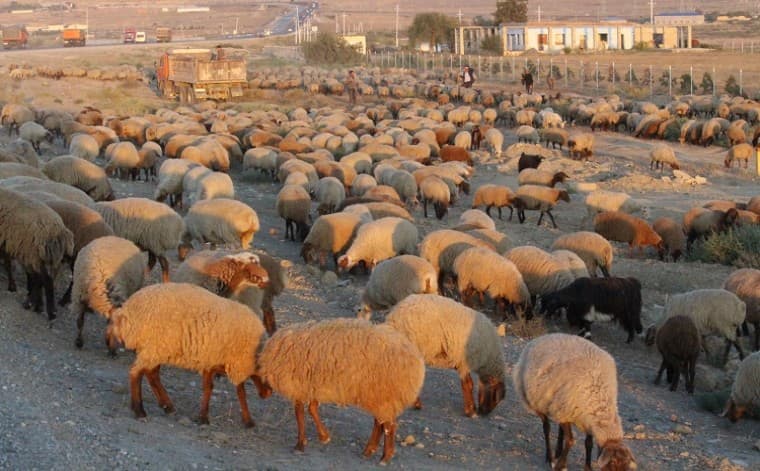 Heyvandarlığın ən gəlir gətirən biznesi