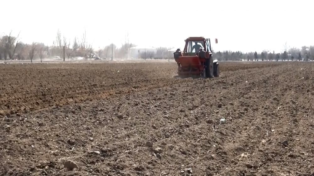 Bu rayonda ilk dəfə olaraq istixana şəraitində kartof əkilib