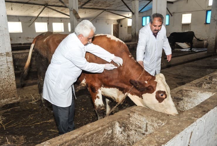 Azərbaycanda sahə baytarlıq məntəqələri ləğv ediləcək