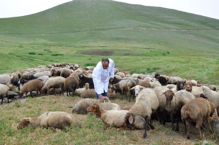 Baytarlıq sahəsində həyata keçirilən xidmətlər təkmilləşdirilir