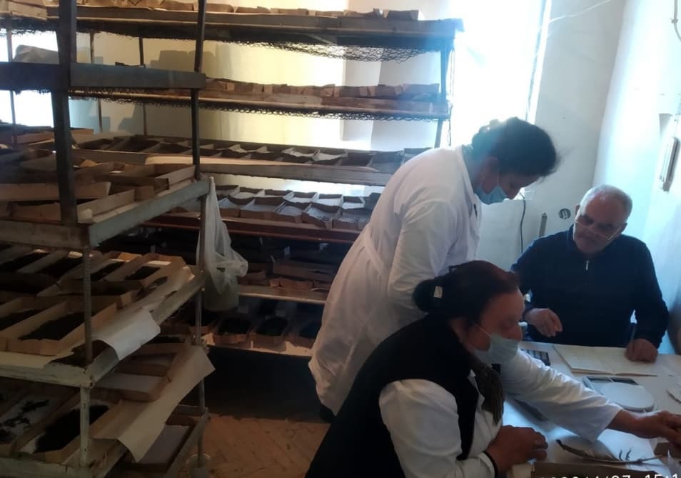 Bu il Balakəndə yaş barama istehsalının 52 tona çatdırılması proqnozlaşdırılır