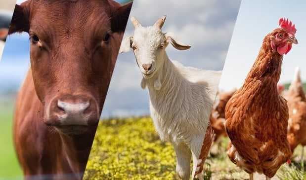 Samuxda kənd təsərrüfatı məhsullarının istehsal həcminin 87,9 faizi heyvandarlıq məhsullarının payına düşür