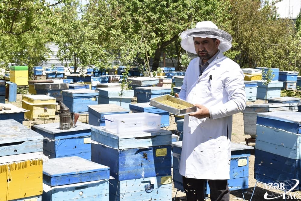 Arının baldan da faydalı məhsulu – çiçək tozu FOTO