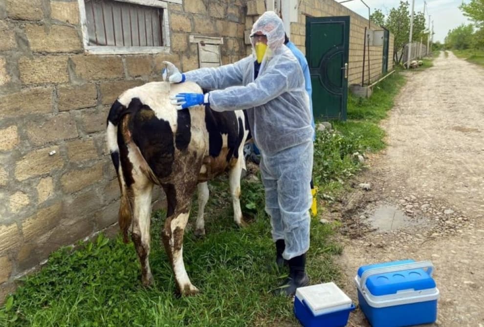 Azərbaycanda xüsusi təhlükəli xəstəliklərə qarşı peyvəndləmə tədbirləri aparılır