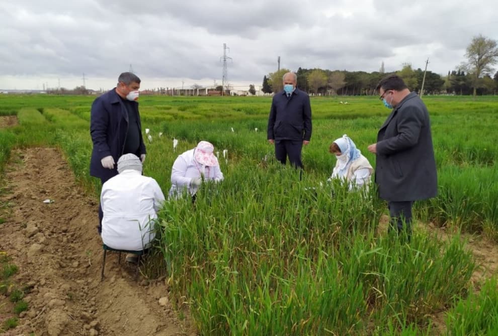 Taxılçılıqda yeni sortların yaradılması üçün hibridləşdirmə üsulundan istifadə edilir