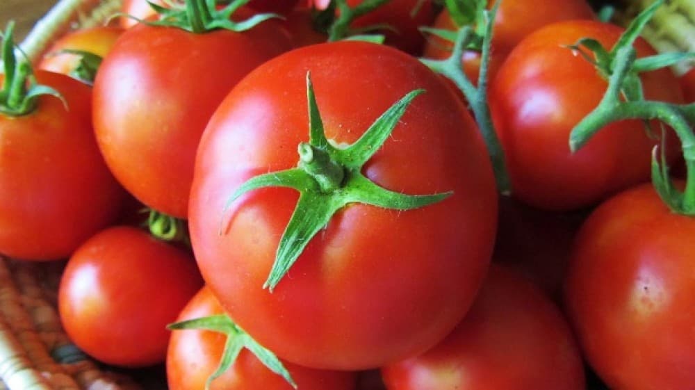 Bu rayonda 1 tona yaxın pomidor yığılıb